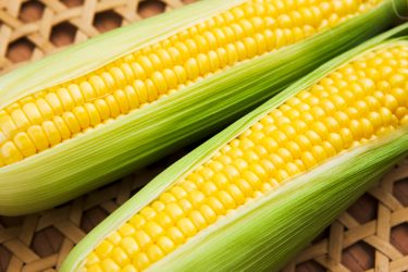 【とうきびととうもろこしの違い】呼び名は…なんと40種以上！