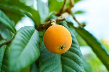 びわの旬はいつ？産地ごとに旬の時期を解説します！