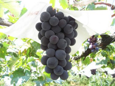 ぶどうの旬はいつ？種類や品種ごとに徹底解説！