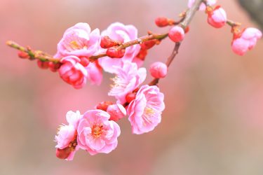【梅の収穫時期・旬について】梅干しの作り方から花の開花まで徹底解説！