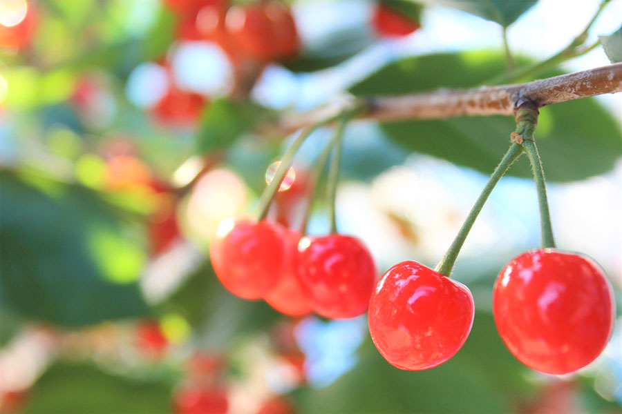 さくらんぼ 08-05-003 さくらんぼ(佐藤錦)600g - 山形県天童市｜ふるさとチョイス