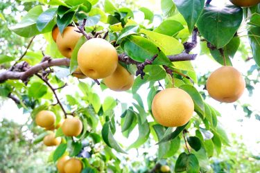 【梨の旬はいつ？】秋だけじゃない美味しい梨の楽しみ方を解説！