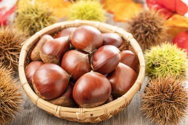栗の一年：栽培から収穫、そして調理までの完全ガイド – 秋の味覚を楽しむためのすべて –